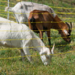 Slika koz na paši zaščitenih z mrežo za drobnico 120cm