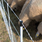 Slika ovac na travniku in mreže za drobnico Turbomax