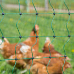 Slika kokoši na travniku in zaščitne mreže