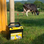 Električni pastir Horizont Farmer AN1000 Solar Dual priključen na žico električne ograje. V ozadju je krava.