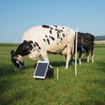 Na sliki je električni pastir Horizont Farmer AN1000 Solar Dual na pašniku s kravami. Priključen je na električno žico.