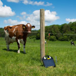 Električni pastir Horizont Farmer AS50 Solar je priključen na električno žico. Pašnik s kravami.