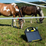 Solarna naprava (električni pastirj Horizont Farmer AS50 Solar) na pašniku konj.