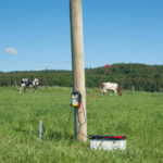 Električni pastir Horizont Trapper AN120 Kombi na pašniku goveda. Električni pastir Horizont Trapper AN120 Kombi je pritjen na leseni drog na katera je pripeta pocinkana žica.