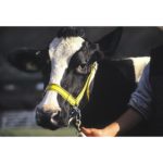 Uzda za govedo z verigo