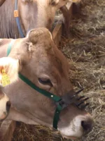 Ščit proti sesanju - veliki naglavnik - slika 3