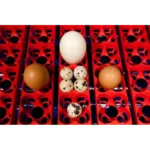 Inkubator za jajca Borotto, pol-avtomatski, 24 jajc - slika 3