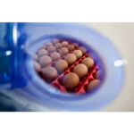 Inkubator za jajca Borotto, pol-avtomatski, 24 jajc - slika 4