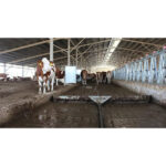 Kurtsan strgalo za odstranjevanje gnoja in gnojevke iz hodnikov v prosti reji goveda.