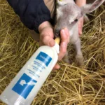 Steklenička za dojenje "Tetiblue" - slika 2