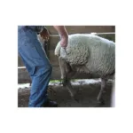 Pastirska kljuka za nogo - slika 2