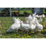 Mreža za perutnino in male živali 110 cm Farmer - neelektrična - slika 7