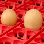 Inkubator za jajca River, pol-avtomatski, 12 jajc - slika 3