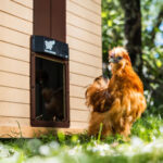 Avtomatska vrata za kokošnjak RUN-CHICKEN, T50 - slika 12