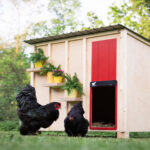 Avtomatska XXL vrata za kokošnjak RUN-CHICKEN, Giant - slika 11