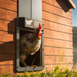 Avtomatska SOLARNA vrata za kokošnjak RUN-CHICKEN, Eternal