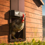Avtomatska SOLARNA vrata za kokošnjak RUN-CHICKEN, Eternal - slika 5