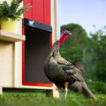 Avtomatska XXL vrata za kokošnjak RUN-CHICKEN, Giant