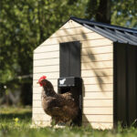 Avtomatska vrata za kokošnjak RUN-CHICKEN, T50 - slika 16