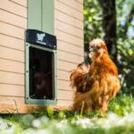 Avtomatska vrata za kokošnjak RUN-CHICKEN, T50 - slika 10