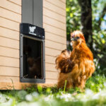 Avtomatska vrata za kokošnjak RUN-CHICKEN, T50 - slika 14