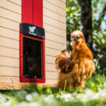 Avtomatska vrata za kokošnjak RUN-CHICKEN, T50 - slika 2