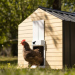 Avtomatska vrata za kokošnjak RUN-CHICKEN, T50 - slika 18