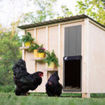 Avtomatska XXL vrata za kokošnjak RUN-CHICKEN, Giant - slika 13